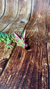 Kristalldrache beweglicher gelenkiger Drache  - Articulated Dragon